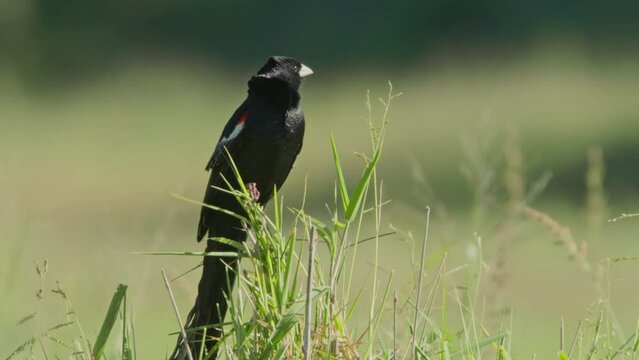 Long lens of a long-tailed widowbird (Euplectes progne) making call sounds while standing on tall grass during the morning in Africa.