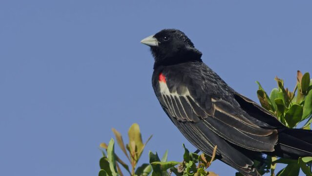 Long lens of a long-tailed widowbird (Euplectes progne) making call sounds while standing on a tree top during the morning in Africa.