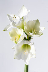Beautiful Amaryllis flower blossoms against a light background.