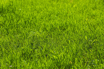 Young green grass of the untrimmed lawn. Natural background. Photo in perspective