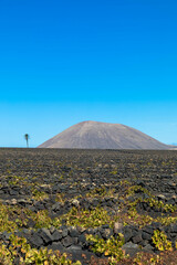 Wine growing district of la geria. Tratitional culitvation of vines in a lava field near Timanfaya...