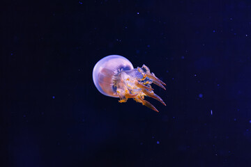 underwater photography of beautiful flame jellyfish rhopilema esculentum