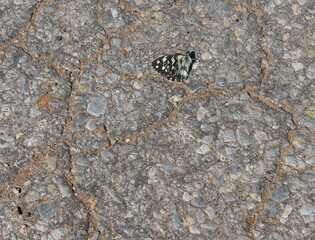 A tiny beautiful insect butterfly animal perched on the stone, rock and asphalt warmed by the sun in summer. A flying grasshopper with a delicately colored patterned body is sunbathing.