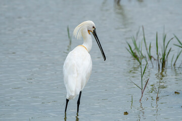 The Eurasian spoonbill is a large, white, long-striding, uniquely beaked, heron-like bird of the family Threskiornithidae of shallow waters.