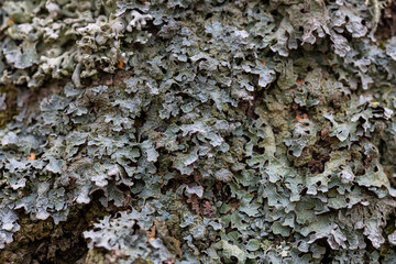 gray lichen background, shallow depth of field close-up