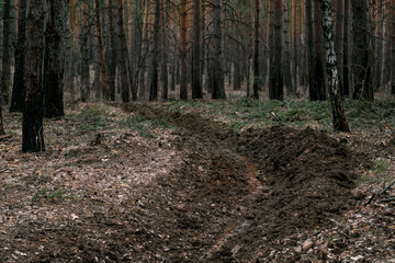 plowed land in a pine forest, homemade protection from a grassroots fire