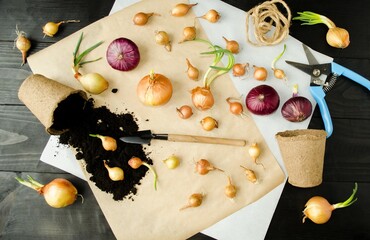 On a wooden table lies an onion prepared for sowing in the ground.  Agricultural tools pruning...