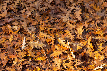 Autumn landscape, beautiful city park with fallen yellow leaves. Close up of bright foliage in sunny autumn park. Concept of fall season. Golden autumn card. Space for tex