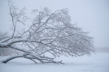 Misty winter day on the river. Fallen tree trunks in the water covered by snow. Ice covered river. 