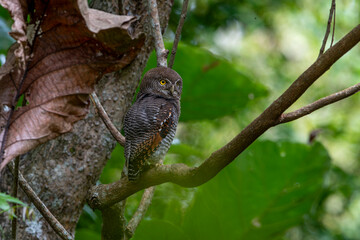 The jungle owl or barred jungle owl is native to the Indian subcontinent. The species is usually found singly, in pairs, or in small groups and is usually detected by its calls at dawn and dusk.