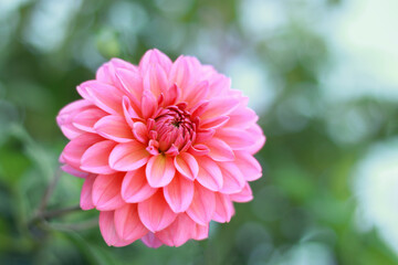 pink Dahlia flower head on light green defocused background. Dahlia petals closeup. Pink Dahlia blooming. 