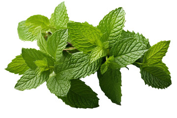Mint on transparent background, Generative AI