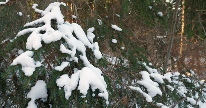 Winter in a the Swedish forest on the Omberg Mountain