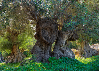 An old olive tree with a twisted, crooked trunk. Scenic view of an olive garden on the island of Mallorca, Spain. Balearic Islands.