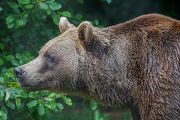 Portrait of a majestic brown bear ursus arctos