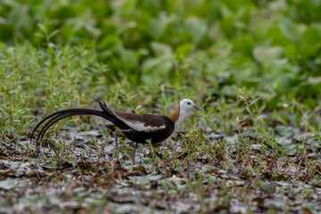 The pheasant-tailed jacana is a bird species from the jacana family found in Asia. Jacanas are a group of plovers that live in shallow lakes and can walk through lake vegetation with their large feet.