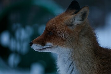 close-up profile of a red fox in a zoo through bars in winter