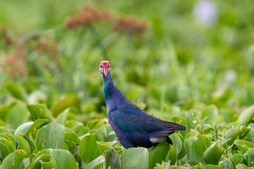 Sazhorozu is a bird species from the bird family. It is also known as sultan bird in English. Breeding habitats are southernmost Europe, Africa, warm sedge beds across tropical Asia, and Australia.