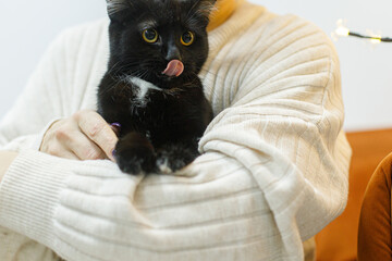 Adorable black cat with licking tongue in woman hands in room. Pet adoption concept. Person in cozy...
