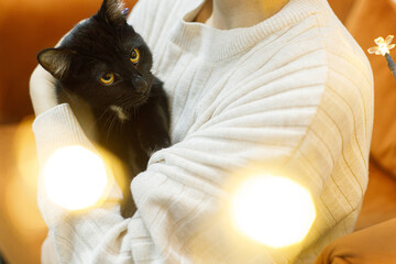 Adorable black cat in woman hands in room with golden lights. Pet adoption concept. Person in cozy...