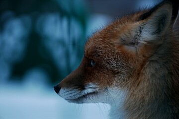 close-up profile of a red fox in a zoo through bars in winter