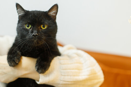 Adorable old black cat sitting in woman hands in room. Pet adoption concept. Person in cozy sweater hugging cute scared cat on bed