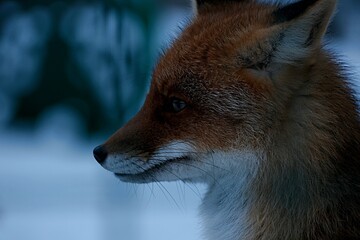 close-up profile of a red fox in a zoo through bars in winter