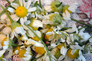 Freshly picked, crumpled in the hands of real street flowers, white small medicinal chamomile, chamomile inflorescences located on the table.