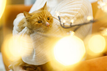 Adorable ginger cat sitting in woman hands in room with christmas lights. Pet adoption concept....