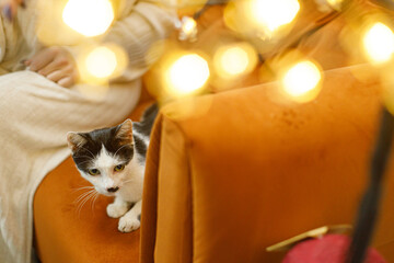Adorable black and white cat sitting on sofa in room with christmas lights. Pet adoption concept....