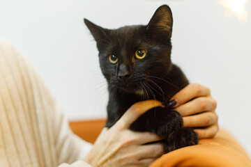 Adorable black cat in woman hands sitting on sofa in room. Pet adoption concept. Person in cozy...