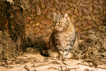 Autumn brown goldenrod. Cat among natural plants and wood. Cat in total brown and beige tones.