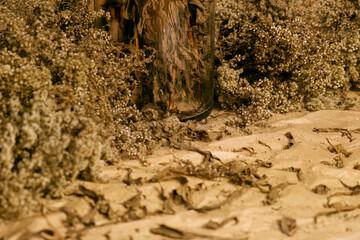 Autumn brown goldenrod. Dried flowers in a glass vase. Brown natural shades of plants. Autumn melancholic scenery.