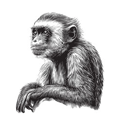 Cute Capuchin monkey sketch hand drawn realistic style © BigJoy