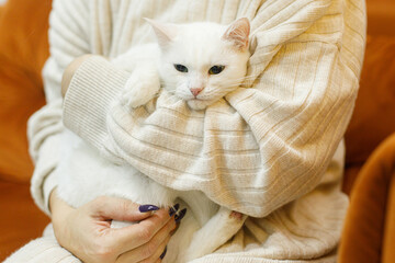 Adorable white cat sitting in woman hands in room. Pet adoption concept. Person in cozy sweater...