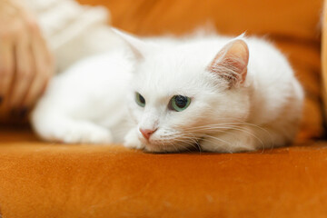 Adorable white cat sitting and relaxing on sofa in room. Pet adoption concept. Person in cozy...