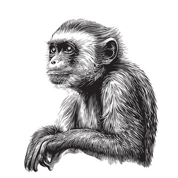 Cute Capuchin monkey sketch hand drawn realistic style