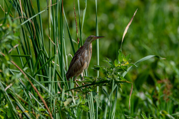 Ixobrychus sinensis is a bird species from the heron family. It lives in India, Japan and Indonesia.