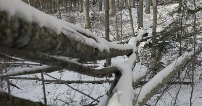Winter in a the Swedish forest on the Omberg Mountain