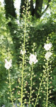 (Verbascum blattaria 'Athum') Moth mullein. Blossom of tiny pink buds into white flowers with purplish centre and orange stamens on slender erect stems
