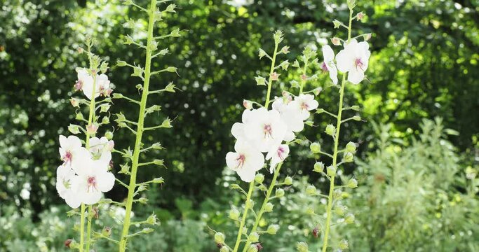 (Verbascum blattaria) Moth mullein. Pink buds and white flowers with orange stamens covered in purple hairs on erect stems swaying lightly in the wind
