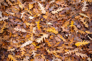 Autumn landscape, beautiful city park with fallen yellow leaves. Close up of bright foliage in sunny autumn park. Concept of fall season. Golden autumn card. Space for tex