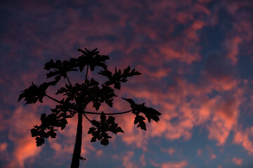 Coucher de soleil au ciel rose en Polynésie