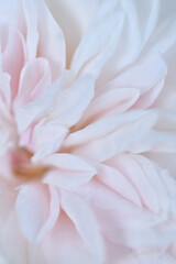 beautiful soft pink wedding rose  flower blooming background. extreme macro shot.  cloudy