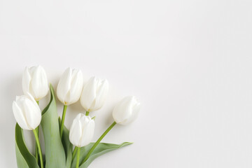 White tulip flowers over white background with space for text