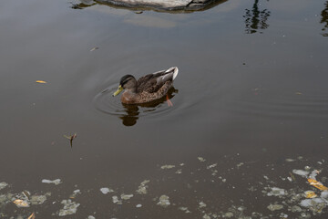 Cute duck mallard swimming at a lake