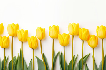 A line of yellow tulip flowers over white background with space for text