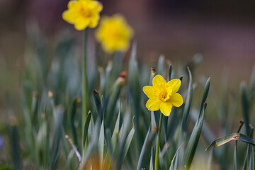 beautiful yellow daffodils growing in the garden