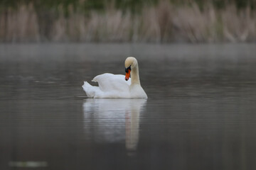 a swan swims the fog on the lake