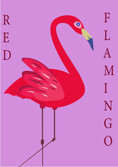 flamingo